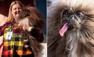 Titulli i qenit më të shëmtuar në botë i shkon pekinezit me emrin wild Thing