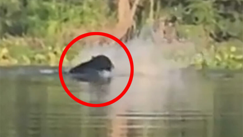 Ariu notonte në liqenin e Floridës, i vërsulen dy aligatorë – por reptilët tërhiqen nga misioni
