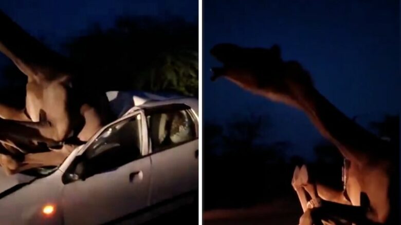 Vetura e shtypur, deveja me dhimbje të tmerrshme – shikoni videon e aksidentit të çuditshëm në Indi