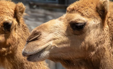 Dy deve ikin nga kopshti zoologjik në Ohajo