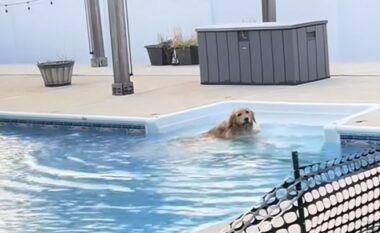 Pronarët vendosën një gardh për të parandaluar që qeni të hidhej në pishinë, por shikoni si iu dështoi plani
