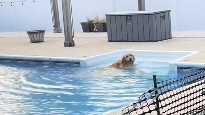 Pronarët vendosën një gardh për të parandaluar që qeni të hidhej në pishinë, por shikoni si iu dështoi plani