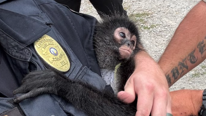 Majmuni i arratisur ribashkohet me pronarin e tij në Karolinën e Veriut