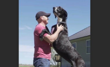 Iowa Great Dane u quajt qeni më i gjatë në botë me një lartësi prej afro një metër