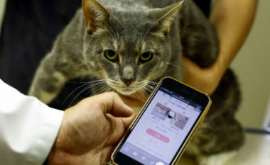 CatsMe, aplikacioni me Al që zbulon dhimbjet te macet