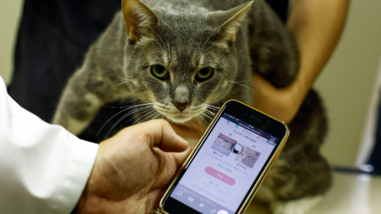 CatsMe, aplikacioni me Al që zbulon dhimbjet te macet