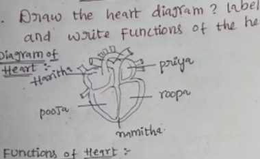 Studenti shkruan emrat e katër vajzave në vend të pjesëve të zemrës – diagrami i organit ngjall reagime qesharake