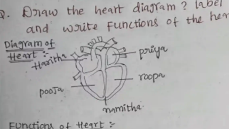Studenti shkruan emrat e katër vajzave në vend të pjesëve të zemrës – diagrami i organit ngjall reagime qesharake