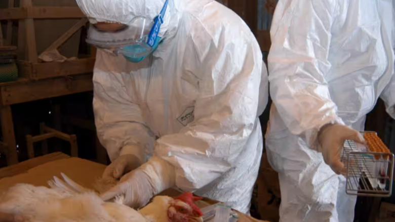 OBSH-ja konfirmon rastin e parë të vdekjes një personi nga gripi i shpendëve