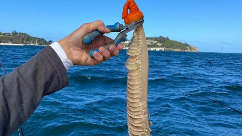 Zbulohet krijesë misterioze në ujërat australiane: Peshkatarët janë të hutuar dhe a e dini se çfarë është kjo?