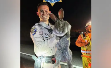 Një lepur 11 kilogramësh është shpëtuar nga një autostradë në Kaliforni