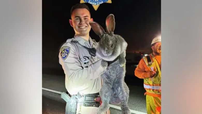 Një lepur 11 kilogramësh është shpëtuar nga një autostradë në Kaliforni