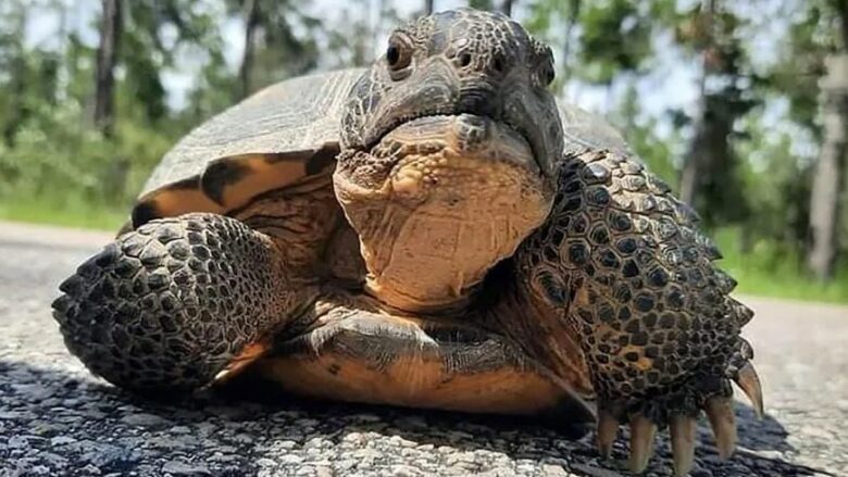 Më shumë se 100 breshka “gjigante” u desh të largohen nga strofullat në vendin ku po ndërtohet një fabrikë e Hyundait në Savannah