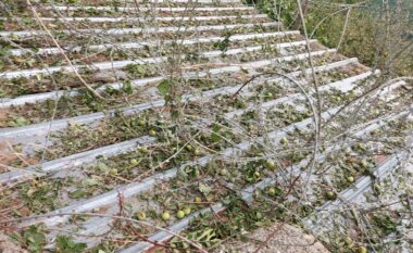 “Nuk mbaj mend për një stuhi të tillë si kjo e fundit”, bujqit e fshatrave të Zhupës kërkojnë kompensimin e dëmeve të shkaktuara nga breshëri