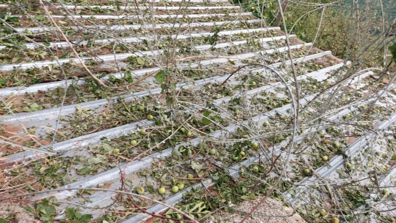 “Nuk mbaj mend për një stuhi të tillë si kjo e fundit”, bujqit e fshatrave të Zhupës kërkojnë kompensimin e dëmeve të shkaktuara nga breshëri