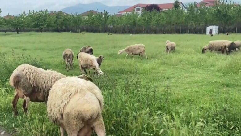 Blegtoria shqiptare po shuhet! Vetëm vitin e fundit, numri i gjedhëve është pakësuar me 35 mijë