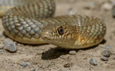 QMK: Gjithnjë e më shumë thirrje në numrin e emergjencave për prani të gjarpërinjve në vendbanime