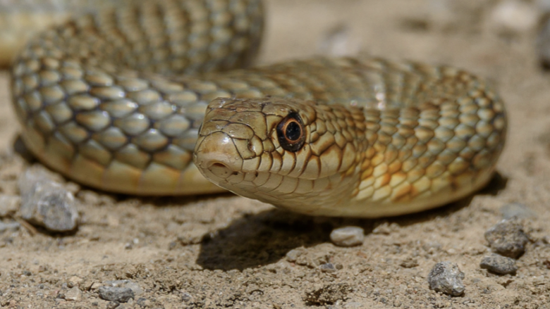 QMK Maqedoni paralajmëron qytetarët për kujdes nga paraqitja e gjarpërinjve