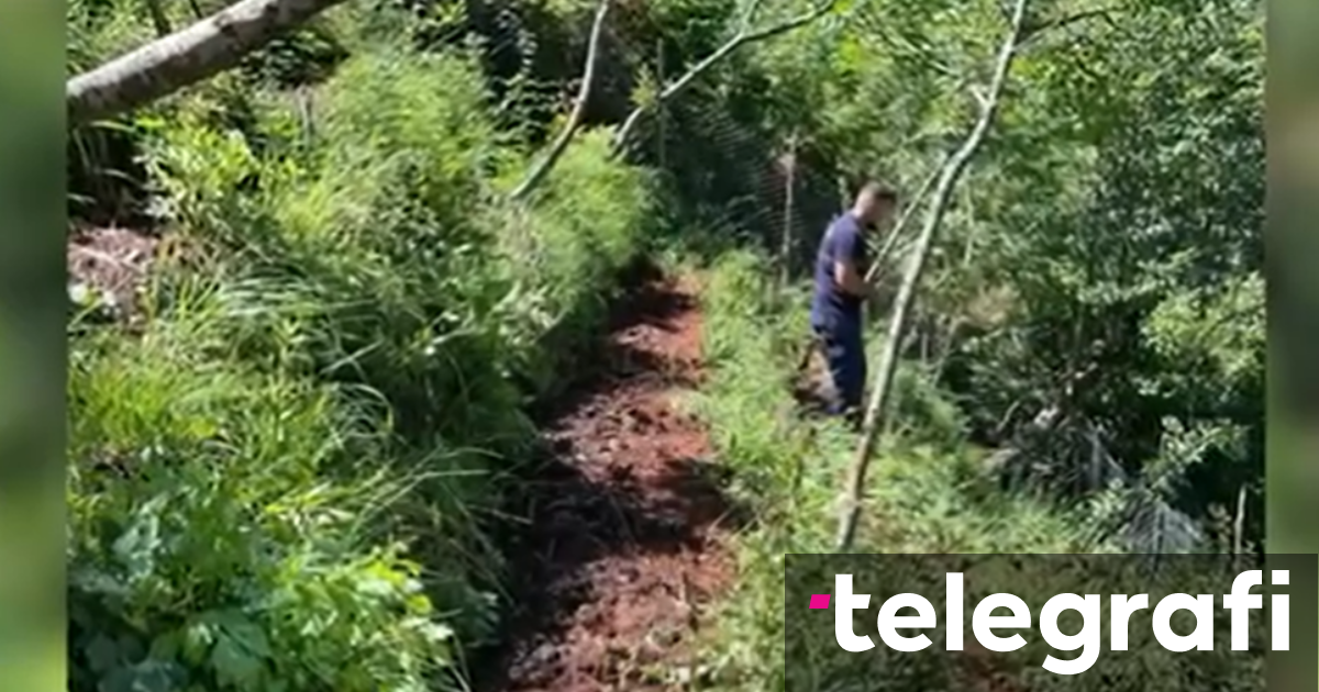 Searching for the cultivation of 320 cannabis plants, the 30-year-old ...