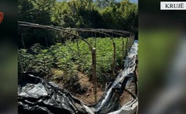 Zbulohen 1,150 bimë narkotike në Krujë, një pjesë asgjësohen