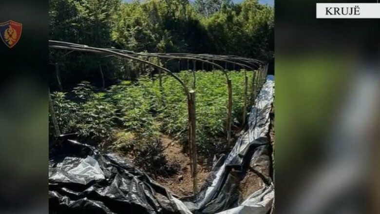 Zbulohen 1,150 bimë narkotike në Krujë, një pjesë asgjësohen