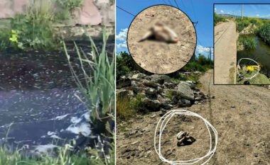 Skuqet lumi i Banullës në Lipjan nga gjaku i kurbanëve, mbetje tjera të kafshëve hidhen në hapësira publike
