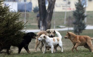 Tre persona nga Shkupi kafshohen nga qentë endacak
