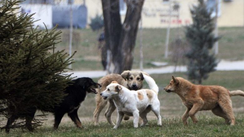 Tre persona nga Shkupi kafshohen nga qentë endacak
