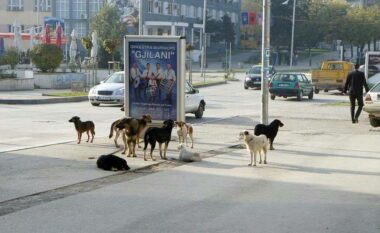 “Ajo çka përjetova unë është traumatike”, qytetarët nga Gjilani në hall nga qentë endacakë