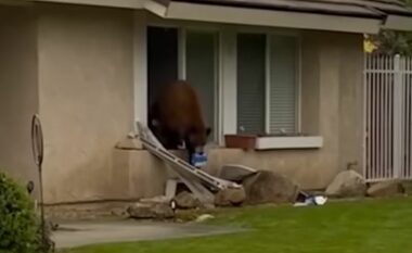 Ariu kapet duke vjedhur biskota Oreo nga një shtëpi në Kaliforni