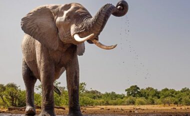 Turisti spanjoll doli nga vetura në Afrikën e Jugut dhe u nis drejtë elefantëve – kafshët gjigante e shtypën për vdekje