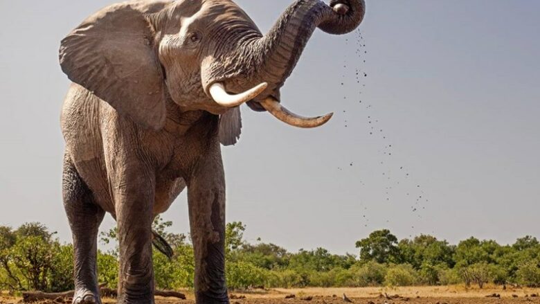 Turisti spanjoll doli nga vetura në Afrikën e Jugut dhe u nis drejtë elefantëve – kafshët gjigante e shtypën për vdekje