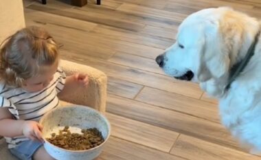 Vajza i mori qenit tasin me ushqim, shikoni si ka reaguar ai