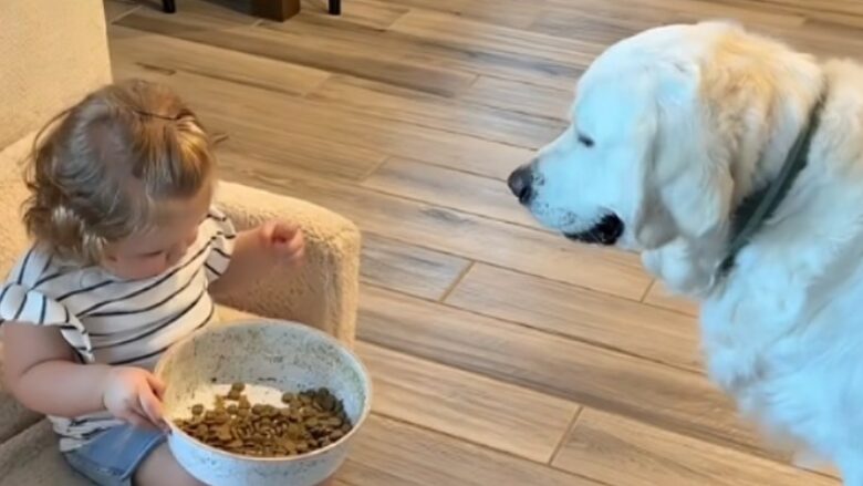 Vajza i mori qenit tasin me ushqim, shikoni si ka reaguar ai