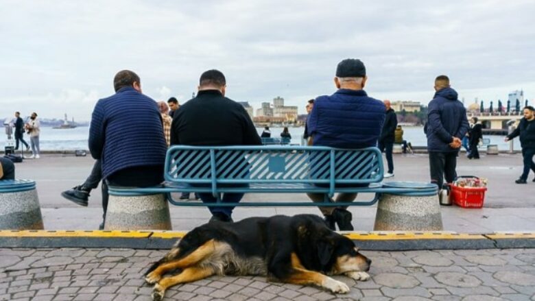 Turqia miratoi një ligj për t’i eliminuar qentë endacakë