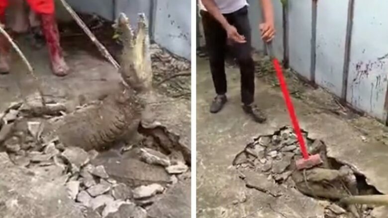 Dëgjuan një zhurmë të pazakontë dhe gërmuan trotuarin – punonjësit indonezian u tronditën kur panë tre krokodilë