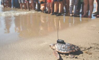 Dhjetëra breshka lëshohen në det – do të kthehen në të njëjtin plazh pas rreth 20 vitesh