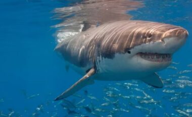 Në Brazil, peshkaqenët u testuan për kokainë – të gjithë dolën pozitivë