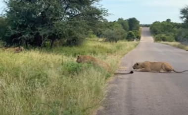 Moment i rrallë i jetës së egër: Hiena i dorëzohet luaneshave