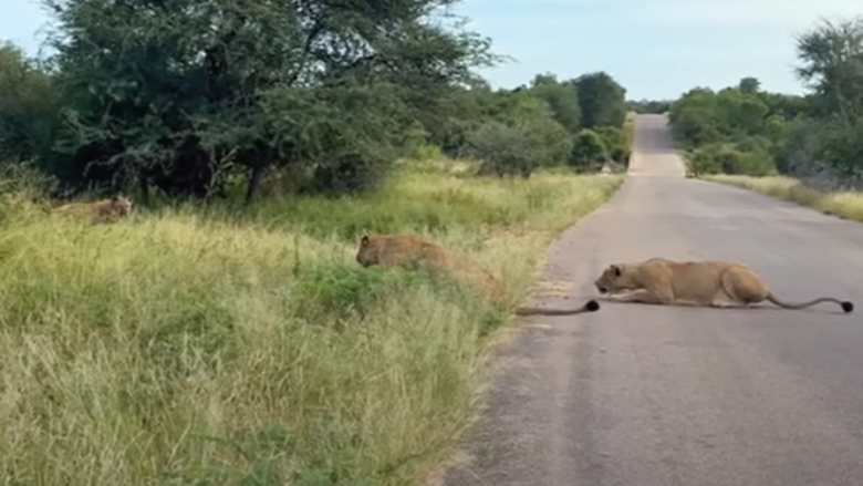 Moment i rrallë i jetës së egër: Hiena i dorëzohet luaneshave