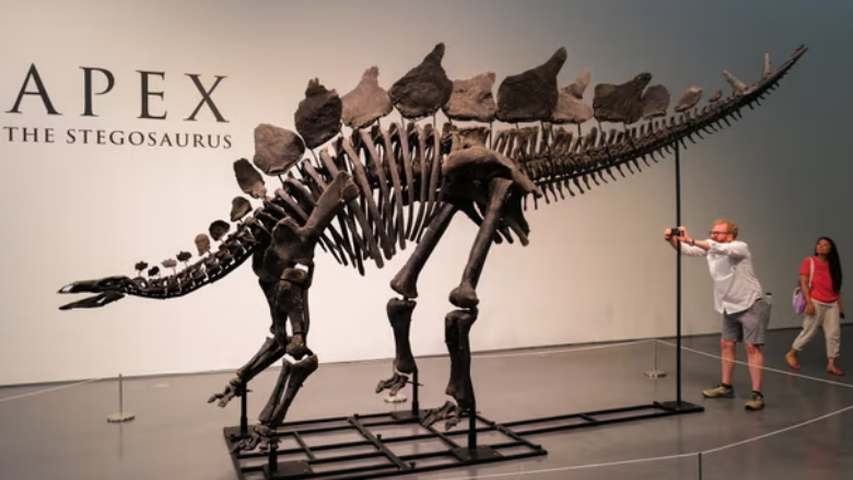 Fosili më i madh i gjetur ndonjëherë i një stegosaurusi shitet për 44.6 milionë dollarë