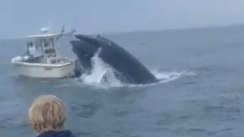Balena “fluturoi” nga uji dhe fundosi varkën, ekuipazhi u shpëtua nga dy vëllezër që ishin në një anije afër