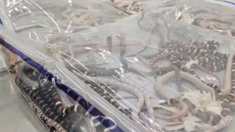 Një burrë në Kinë u kap duke kontrabanduar 100 gjarpërinj të gjallë në pantallonat e tij