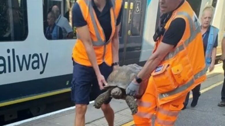 Breshka e arratisur shkaktoi një varg vonesash treni në disa linja në Angli