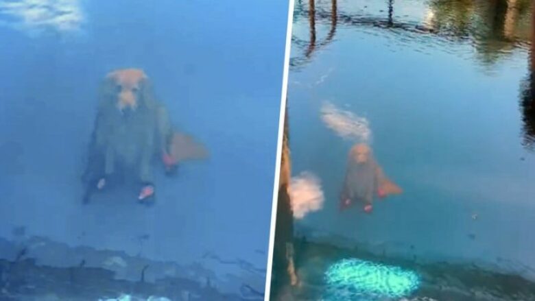 Kjo pamje e qenit i hutoi njerëzit, askush nuk ka shpjegim se si kafsha po qëndron brenda pishinës