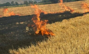 Përfshihen nga flakët katër hektarë me kashtë gruri në Maliq, kërkohet kujdes nga banorët që mos t’i djegin sipërfaqet pas korrjes