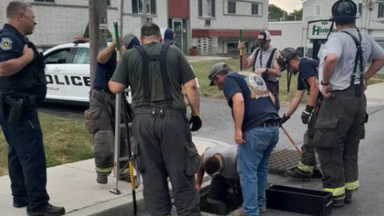 Zjarrfikësit e Pensilvanisë shpëtojnë katër rosa të bllokuara në një kanalizim