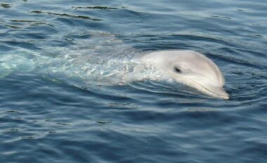 Më shumë se 100 delfinë dolën në breg në SHBA, të paktën 14 ngordhur