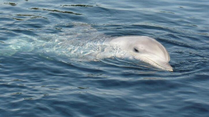 Më shumë se 100 delfinë dolën në breg në SHBA, të paktën 14 ngordhur