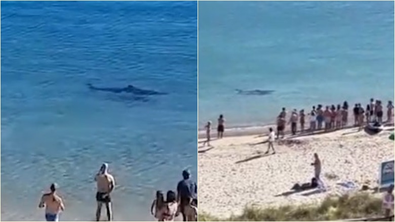 Peshkaqeni i madh po notonte “si kurrë më parë” në ujërat e cekëta të një plazhi spanjoll, përballë turistëve të habitur